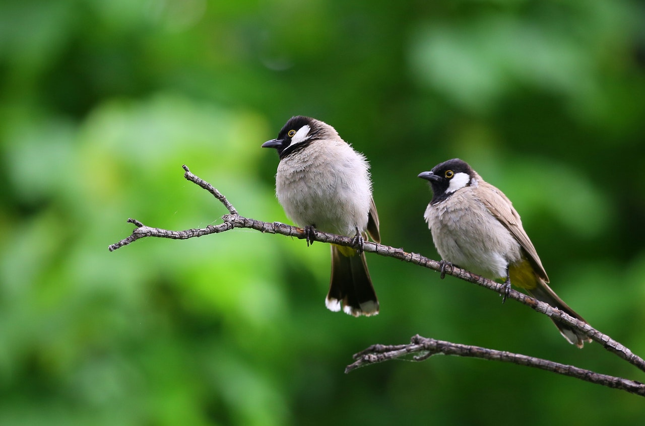 vogels in je tuin