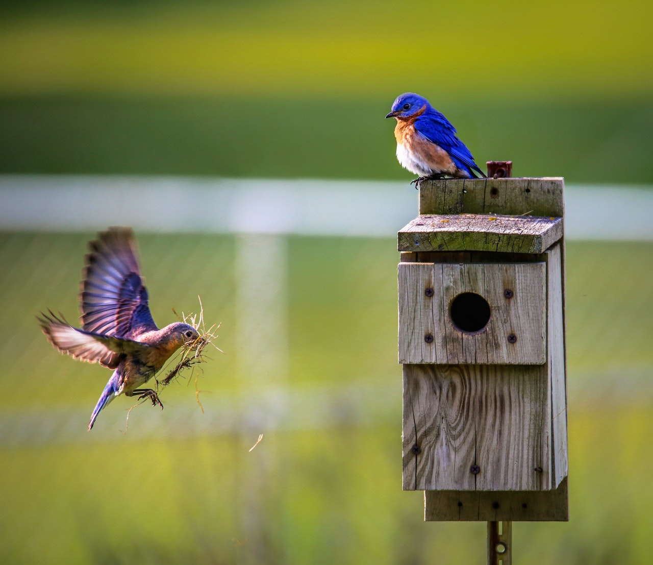 vogelvriendelijke tuin